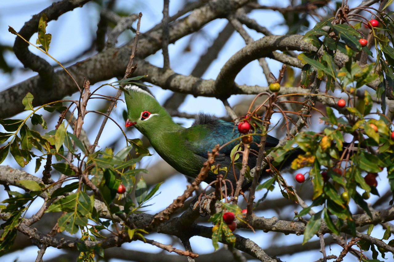 Tauraco corythaix corythaix